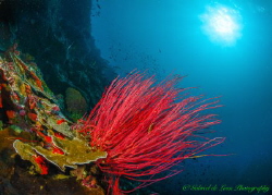 "Whip Coral"
At depths most colors are muted especially ... by Gabriel De Leon Jr 